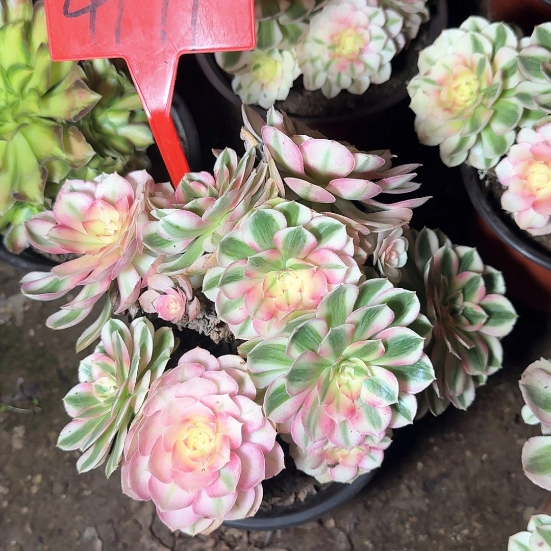 4171倾城多肉法师