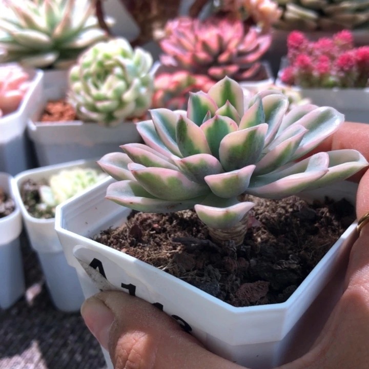 泪无痕覆轮锦有根