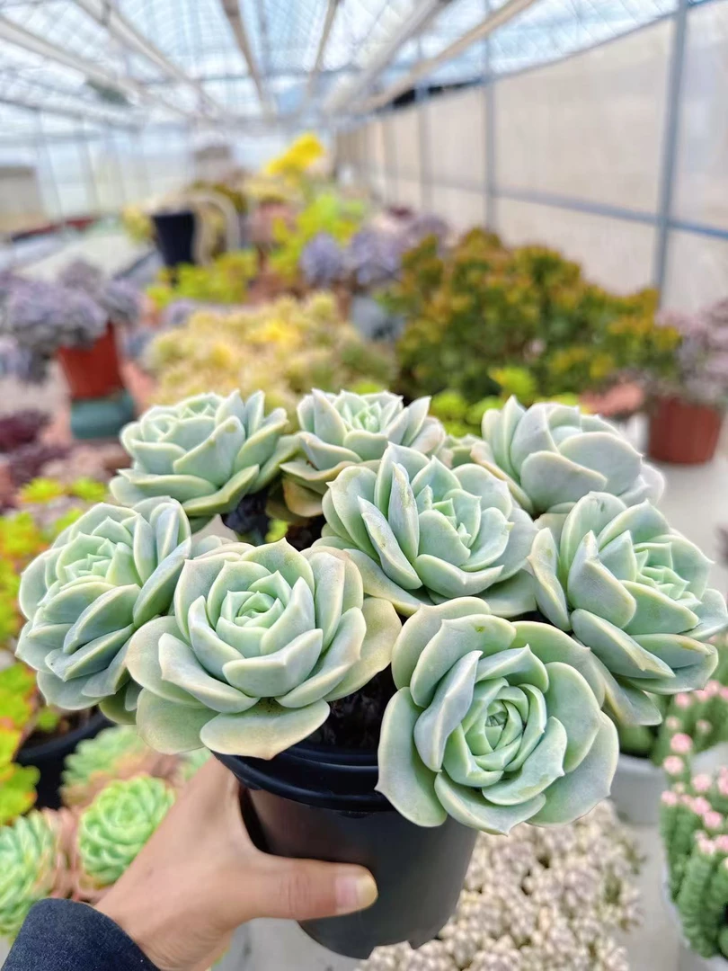 【多头可爱玫瑰】带盆发货 云南维维盆栽多肉  新手好养