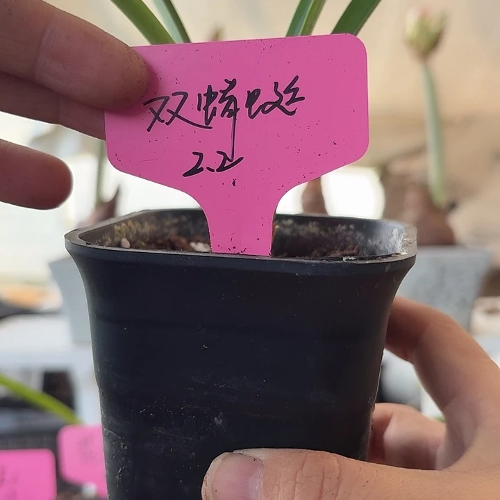 无花朵双蜻蜓朱顶红直径2.2