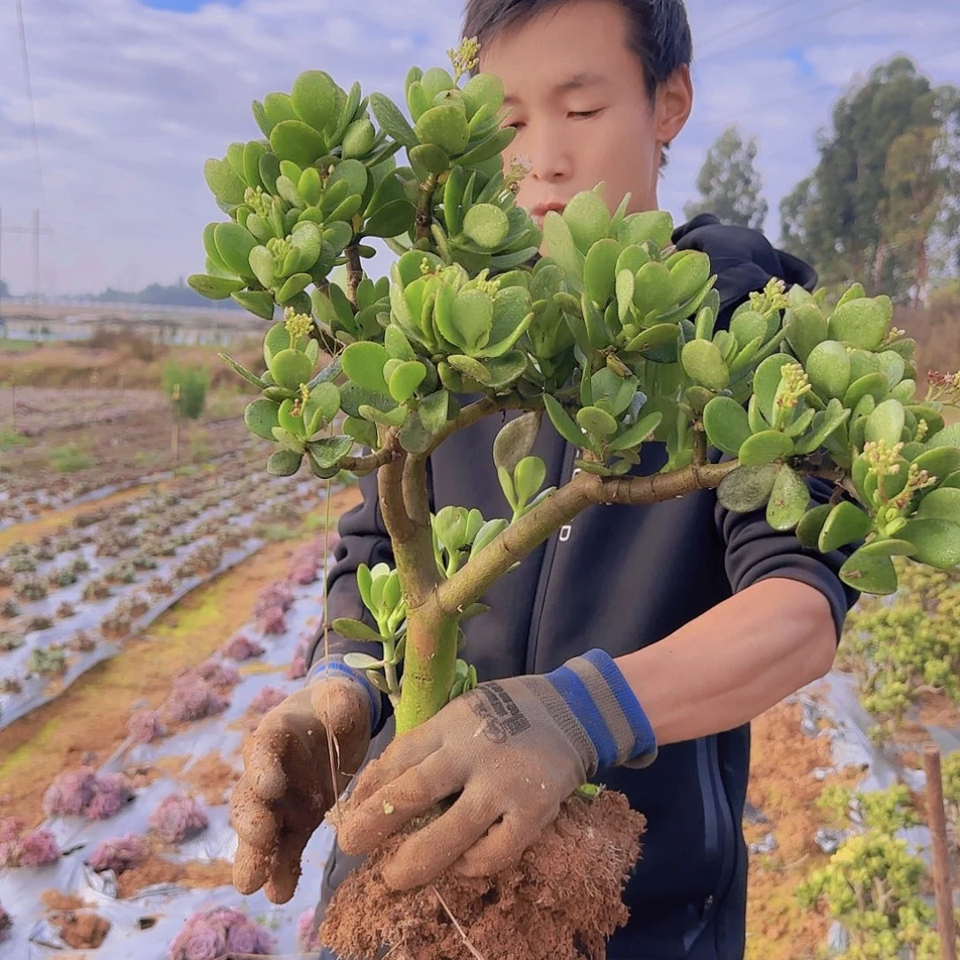 一物一拍玉树多肉