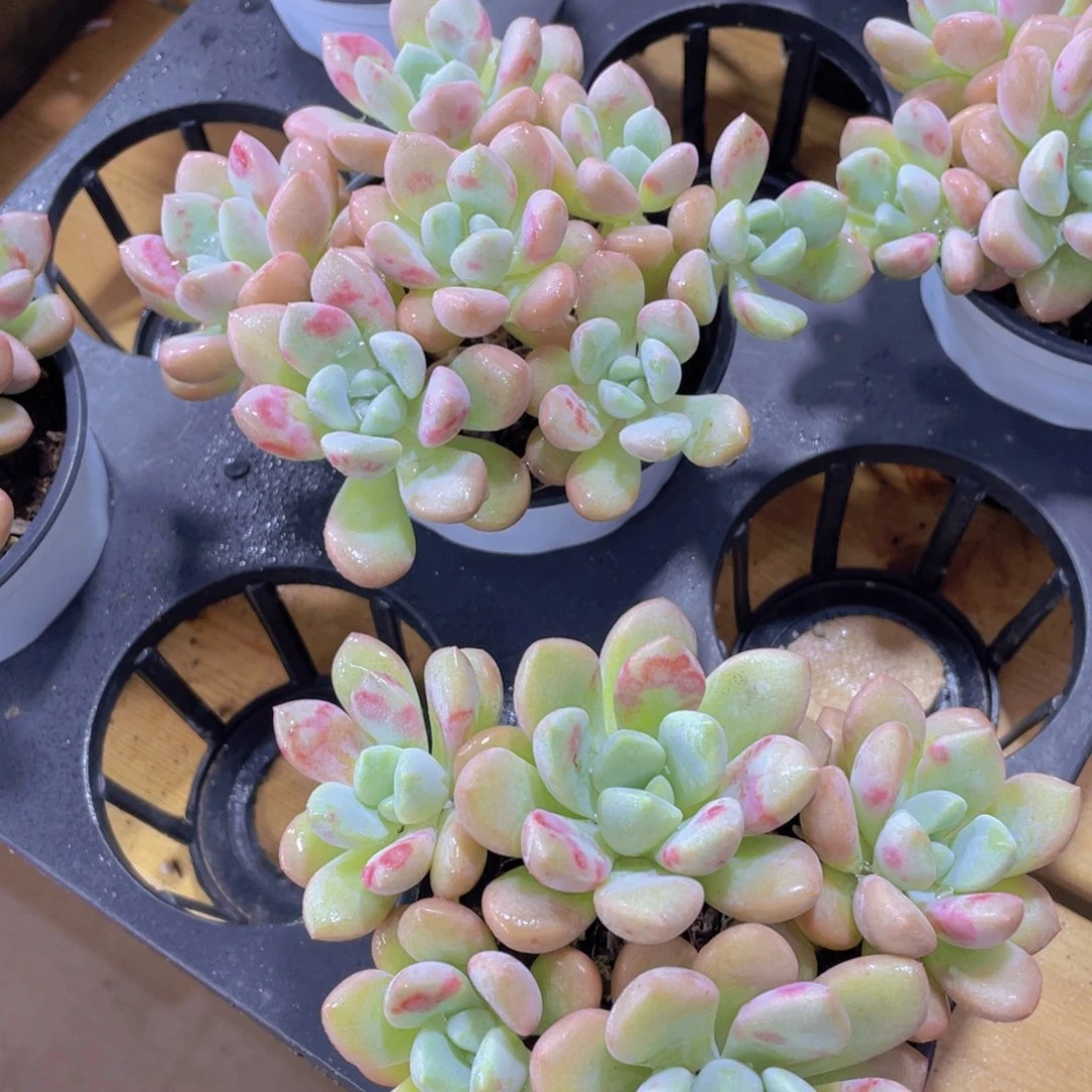 675号 老桩多头花斑鹭群一个