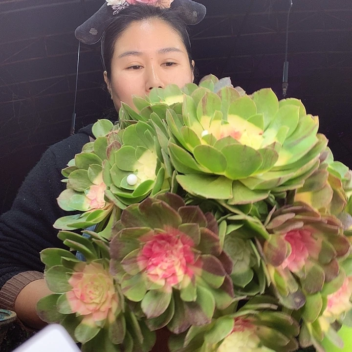 柒柒精品多肉脱土发货不包断侧枝S724