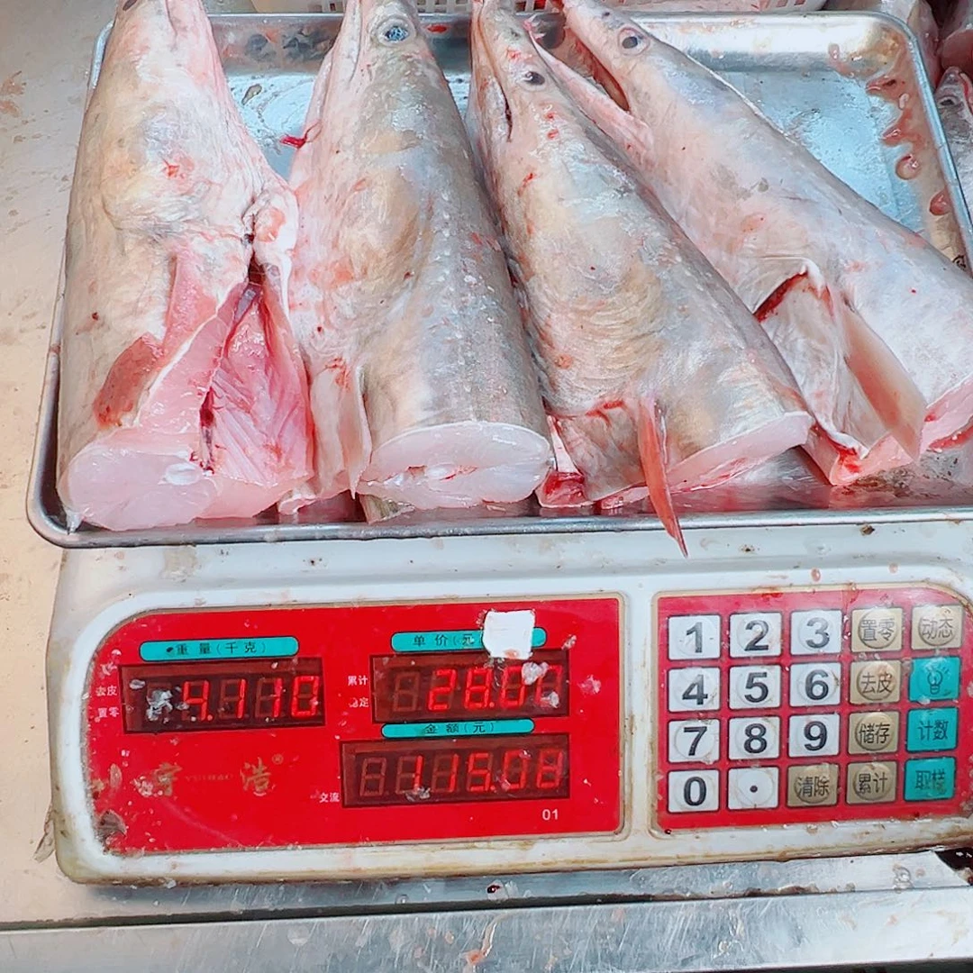 中国大陆四个鳗鱼头