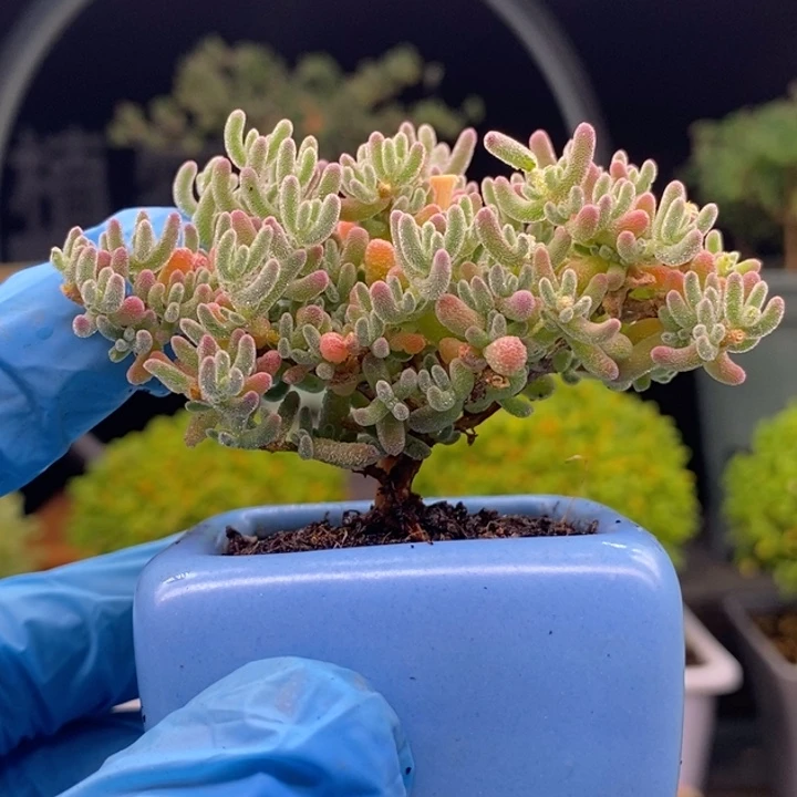 无花朵285紫冰晶 0。