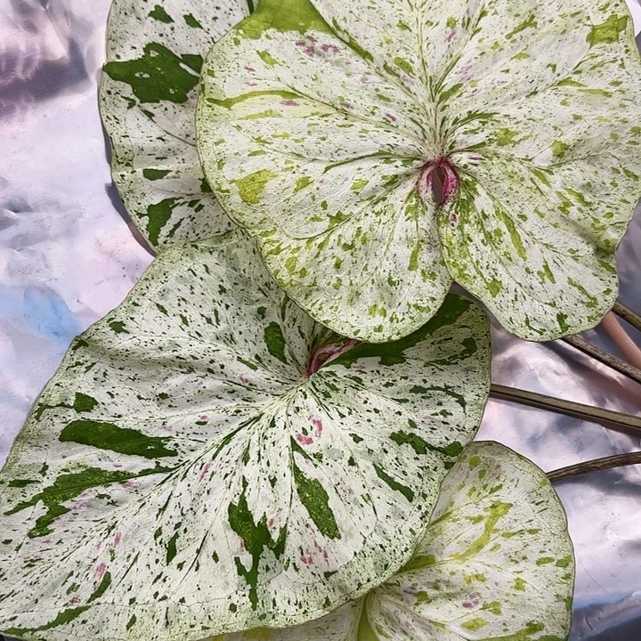 146-0525薄荷糖现货