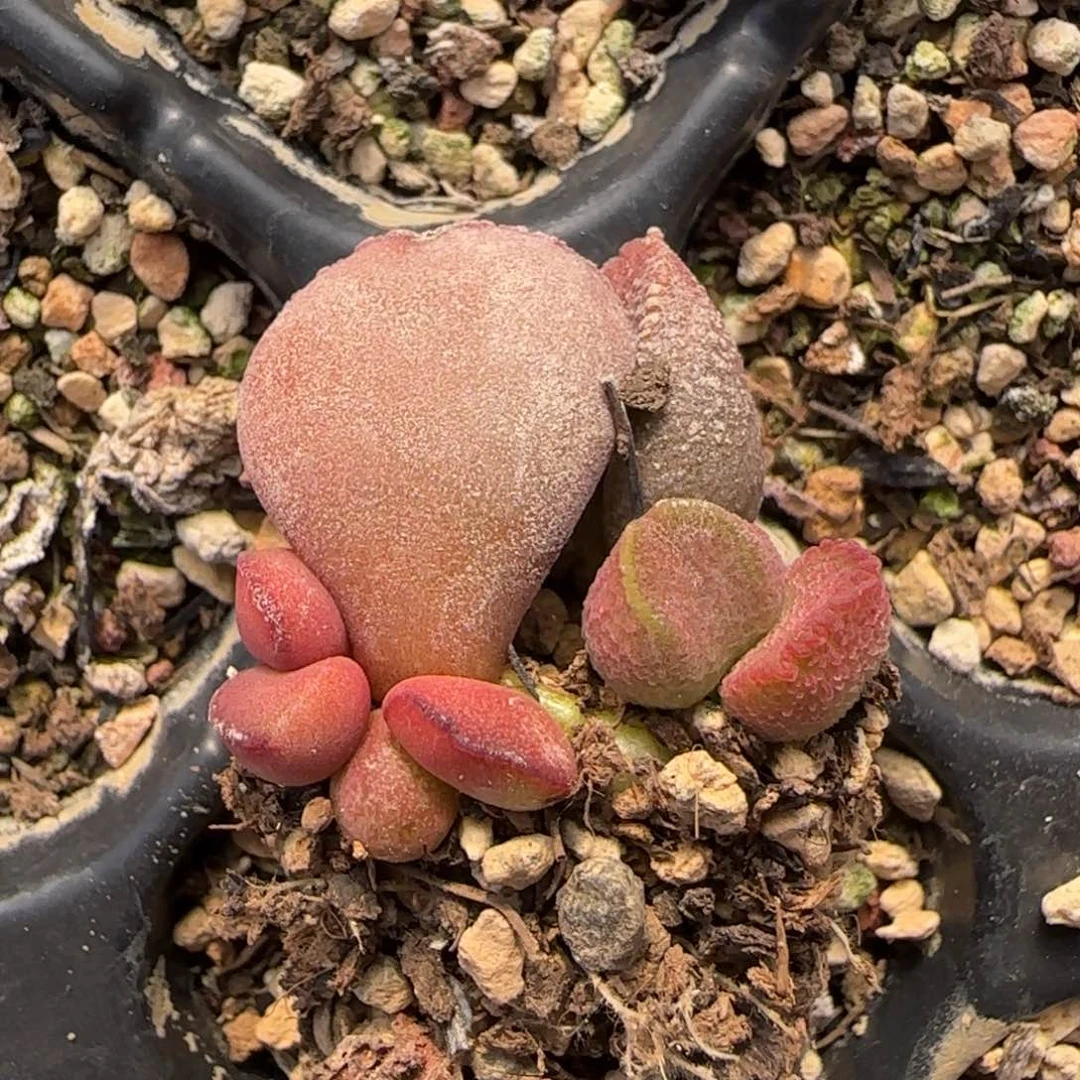 福利拍水泡多肉111