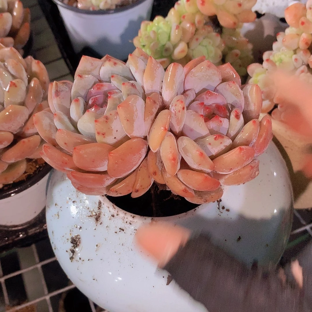 双头天使橙346778900000