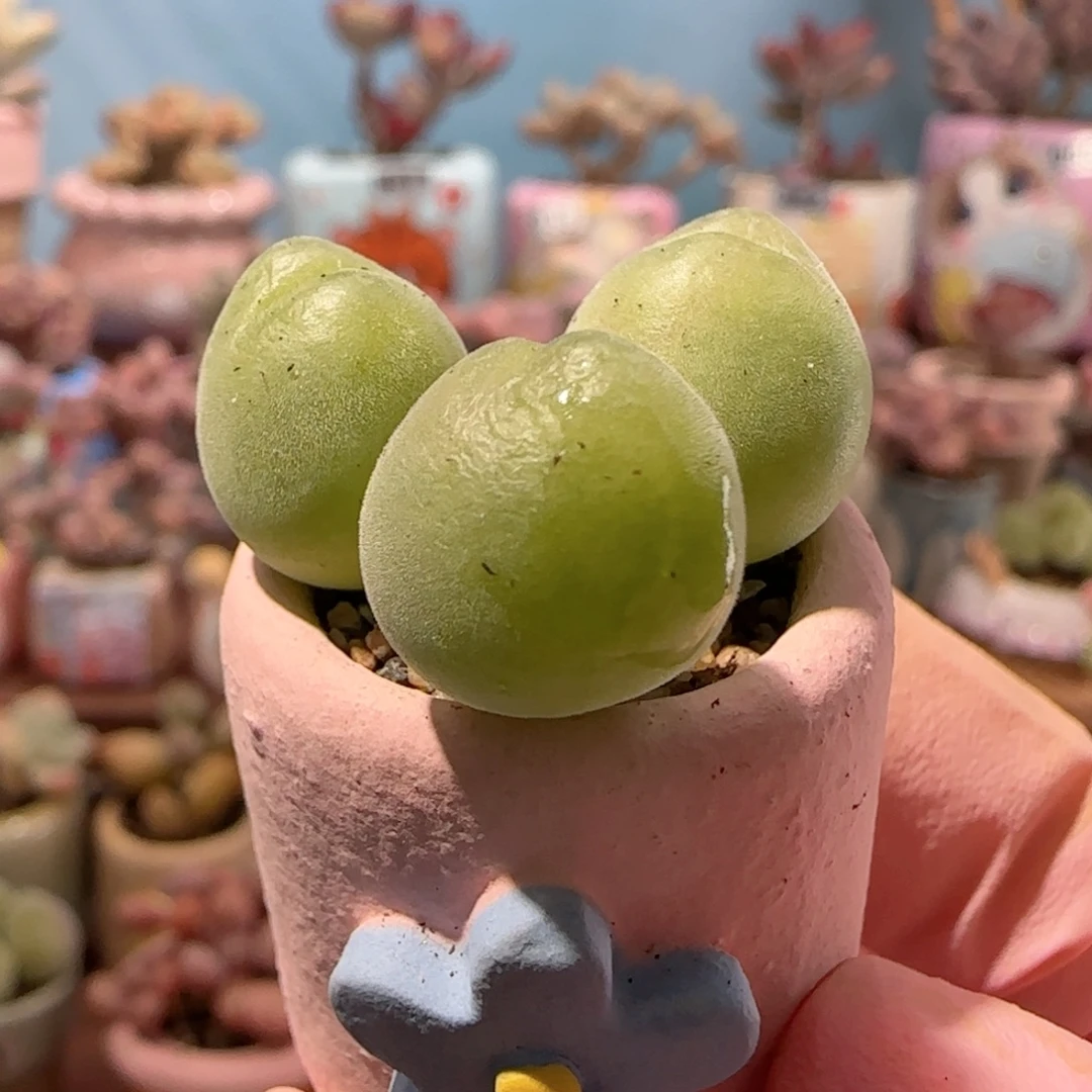毛翠 无毛版 盆口2.5cm