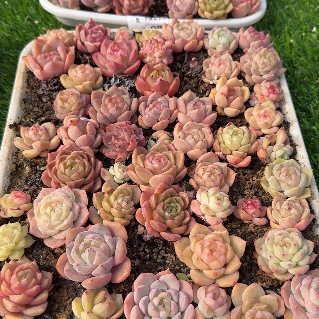 1229-20多肉一物一拍