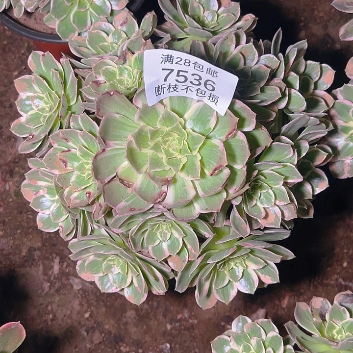 7536水蜜桃多肉植物