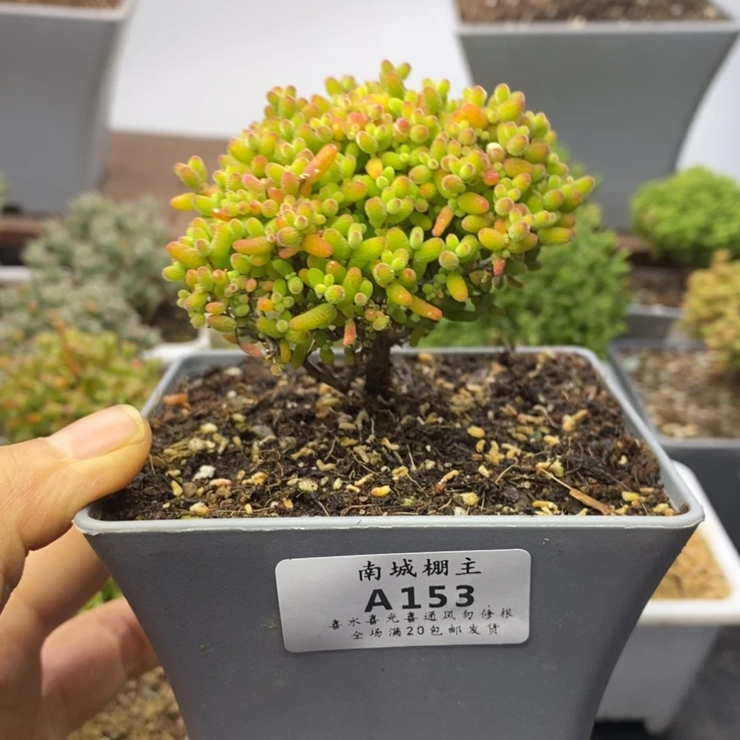 153精控蜜橘糖球枝干番杏