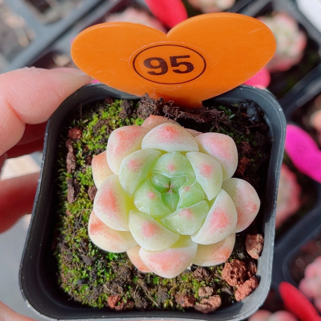 95号小老桩糖心单头