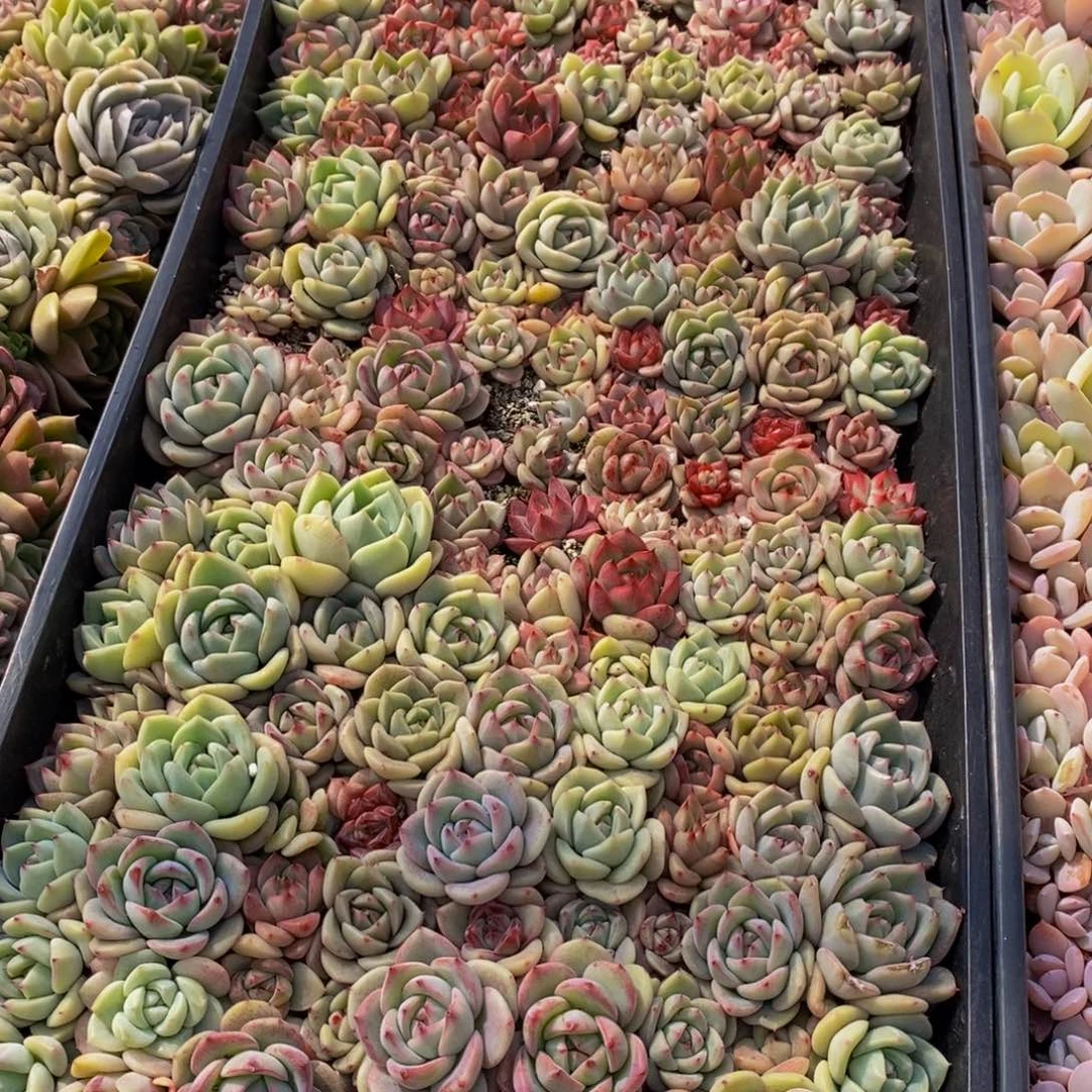 h****h029多肉植物保护研究所所长助理研究员