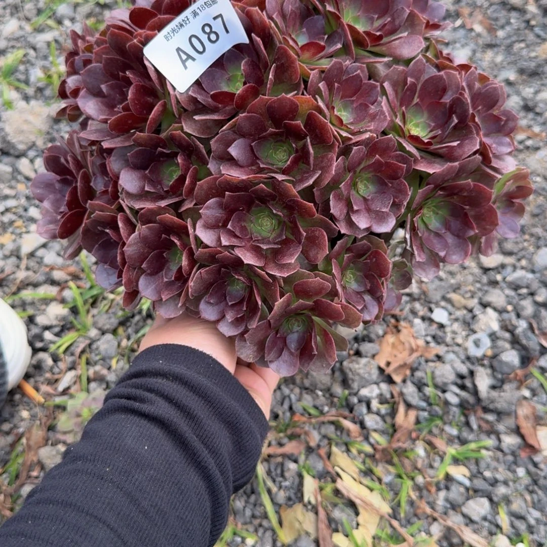 087赤炎链。多肉植物