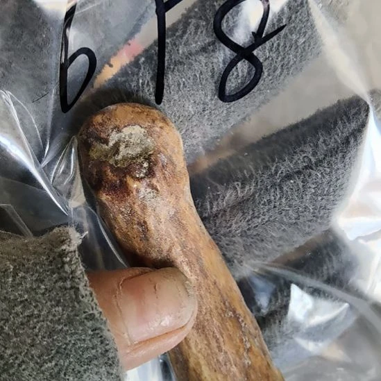 王***昱鹿角鹿角鹿角鹿角鹿角鹿角