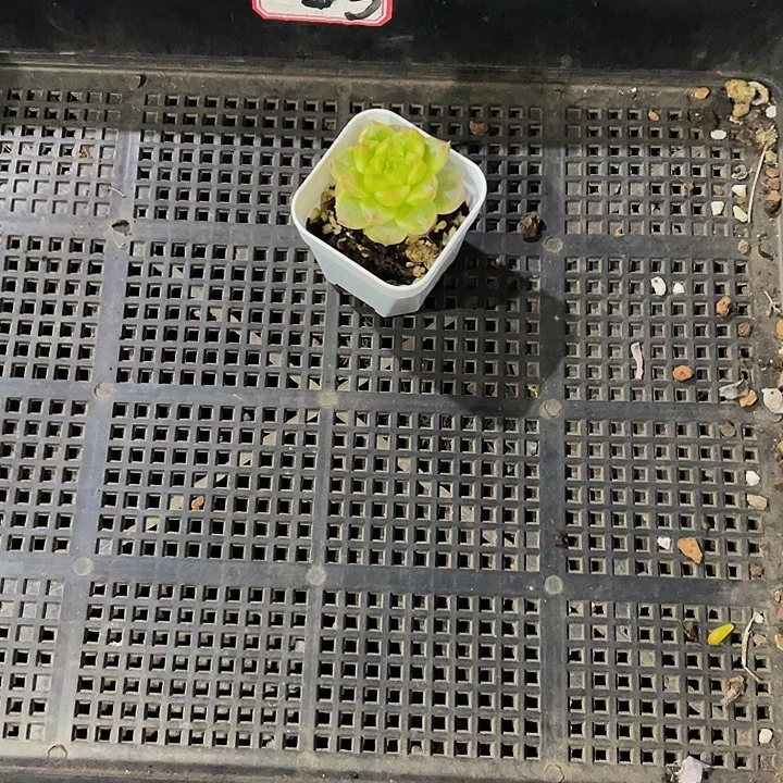 一***糖3号筐带盆土发货一个