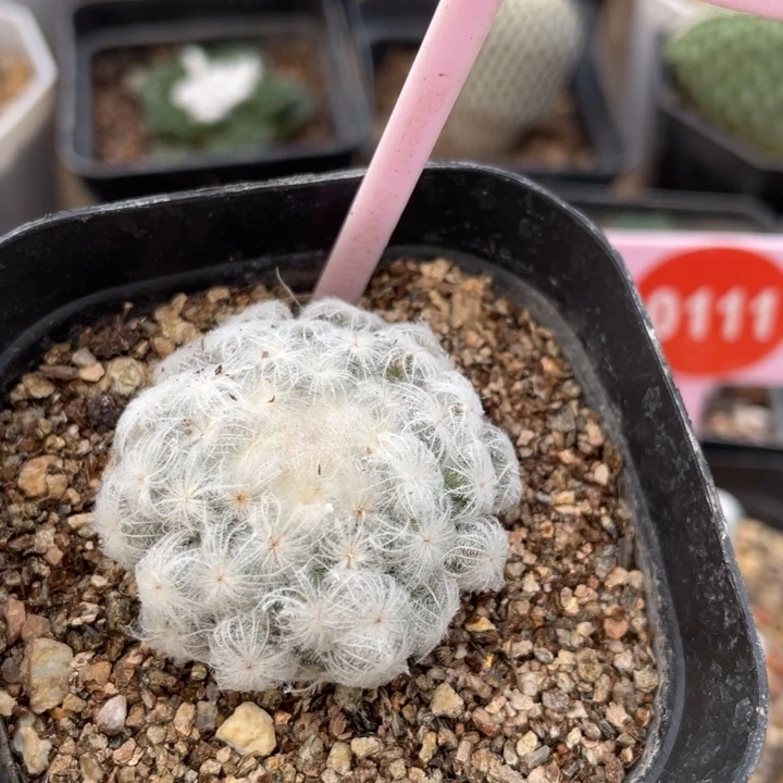 自根佛头白星0240