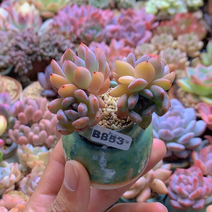 一物一拍含盆土满38包邮B853