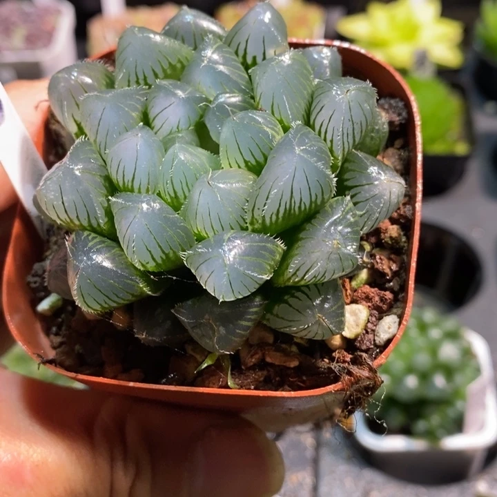 蓝镜玉露多肉植物