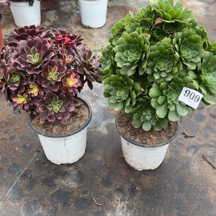 909绿杨蓉➕金丝雀包邮。