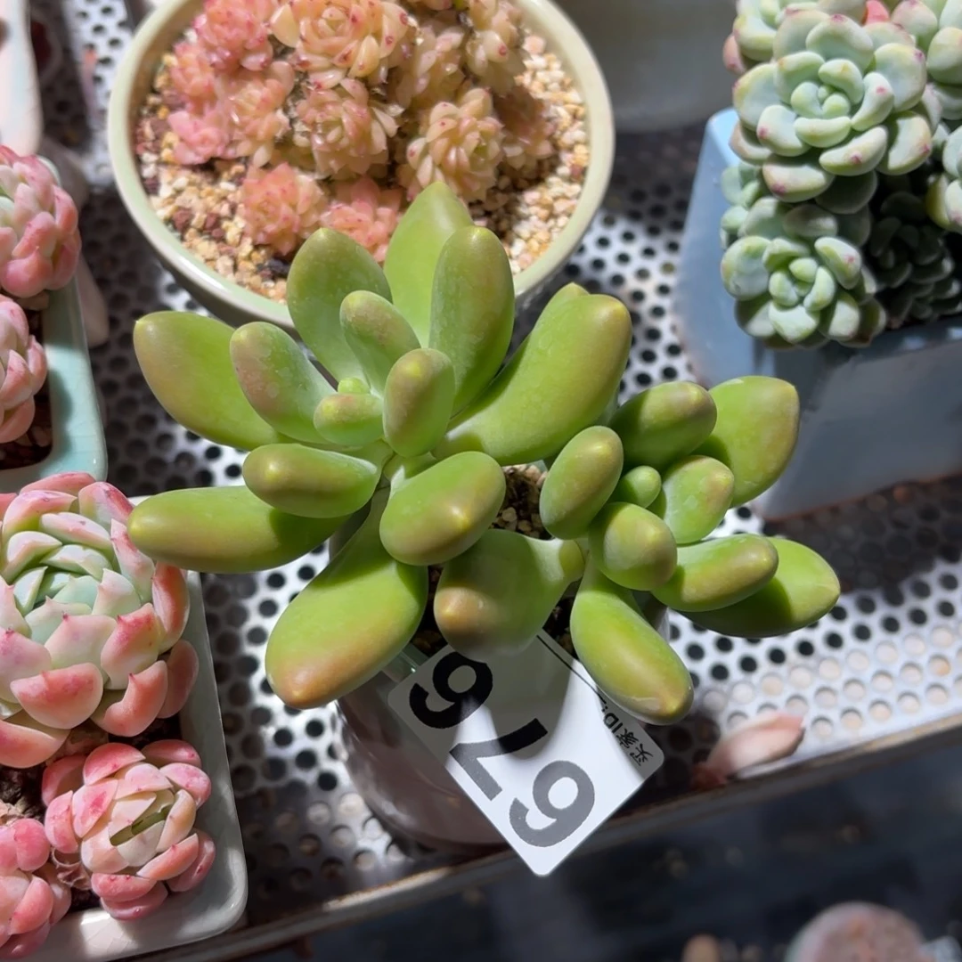 群***2金蝉多肉带盆发货676