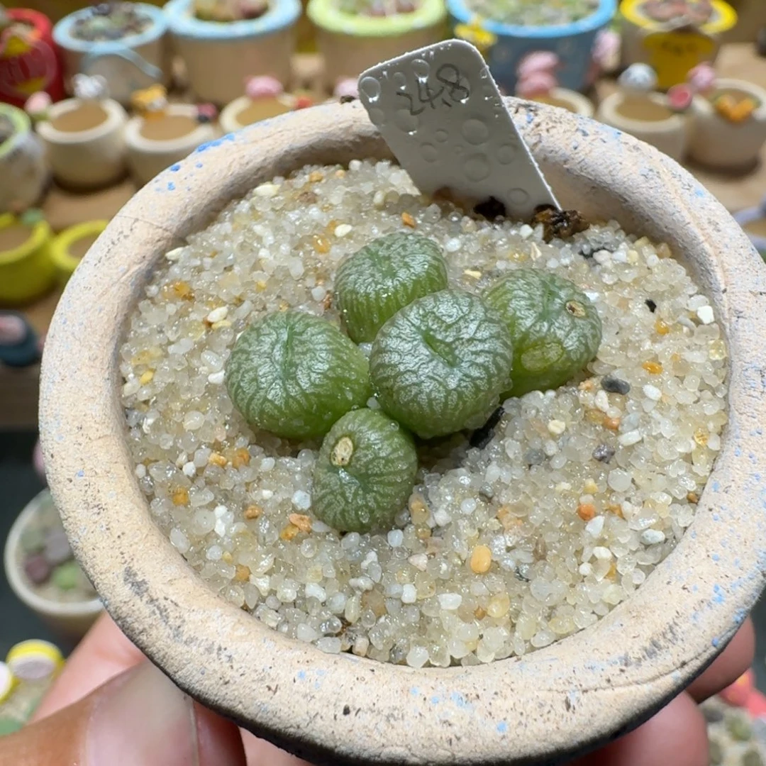 蘑菇1231蜜枣多肉植物