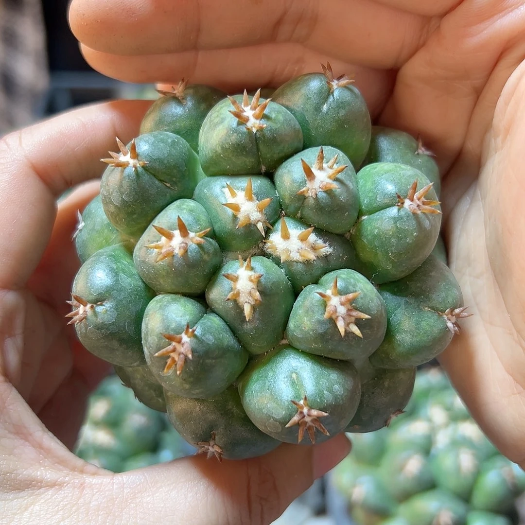 自根短豪刺7公分福利