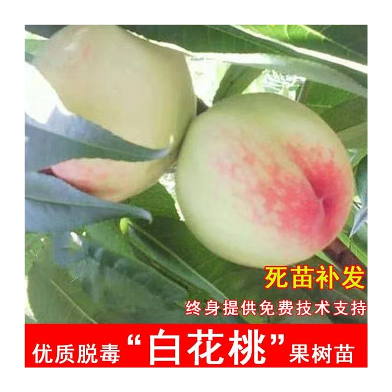 嫁接白花桃树苗六月早熟水蜜桃盆地栽南北方种植 3年苗买一送一
