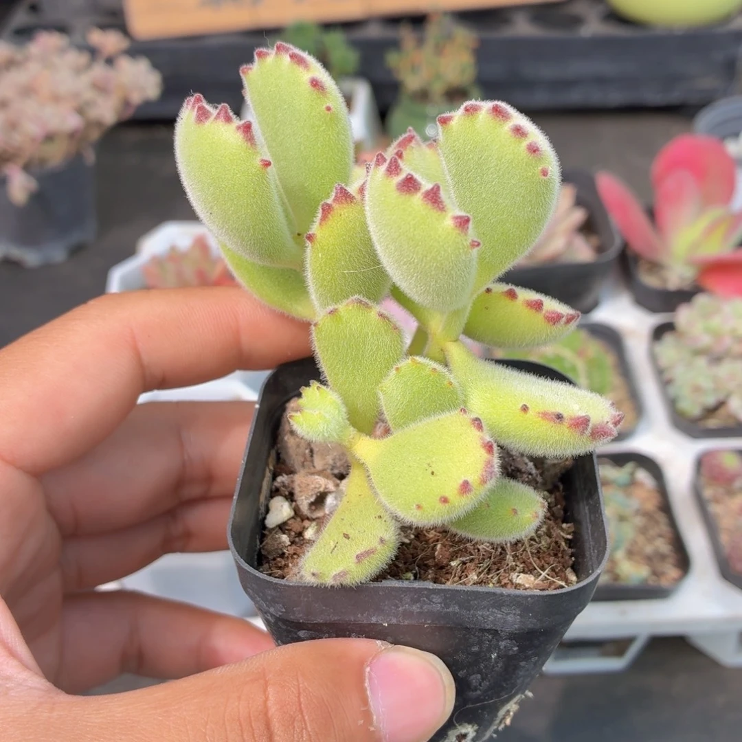绿熊多肉9.9包邮发货