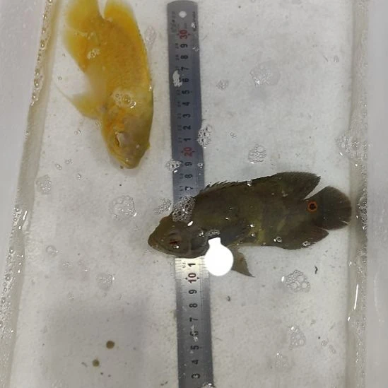 野图一条黄金地图一条