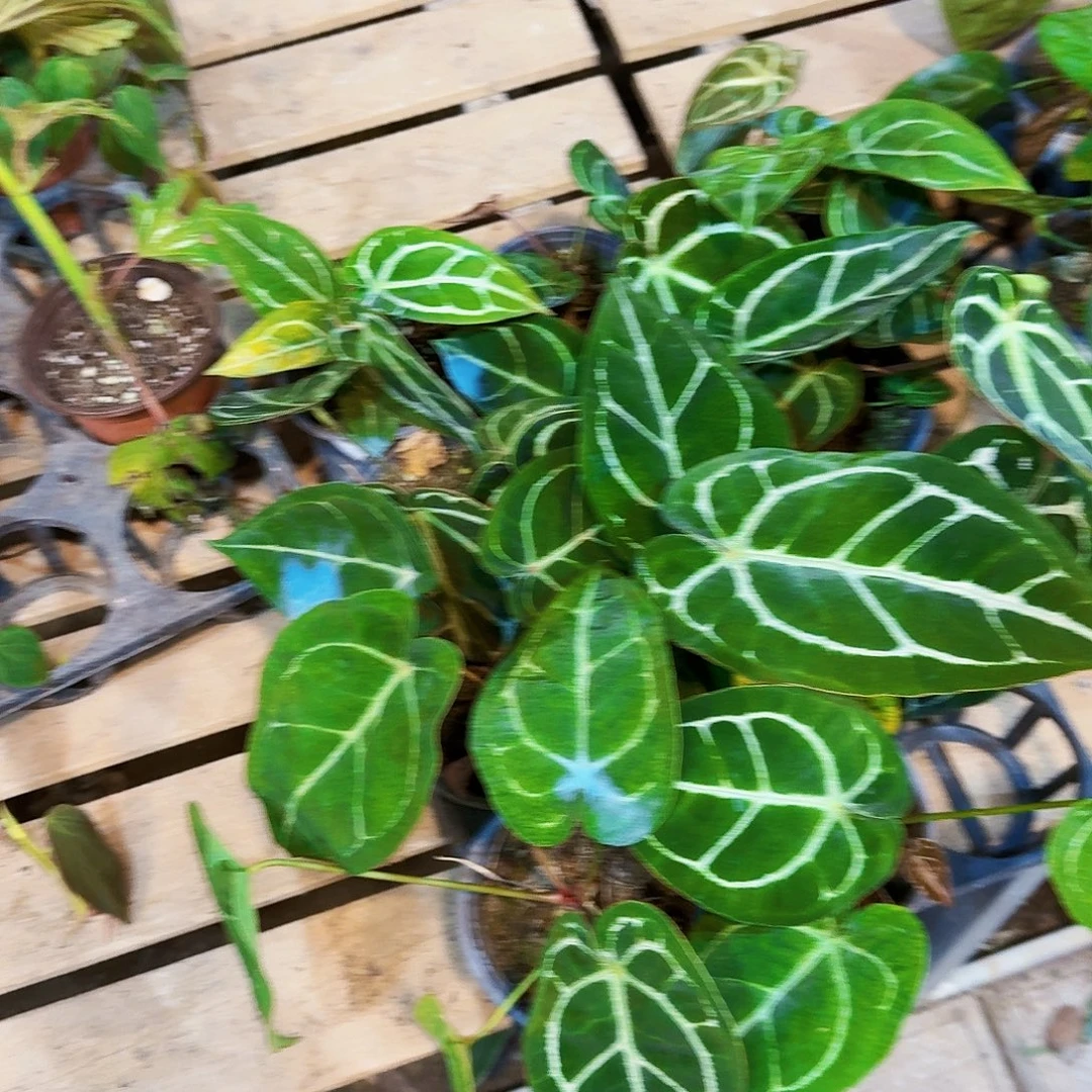 完全开放随机花烛杂一棵