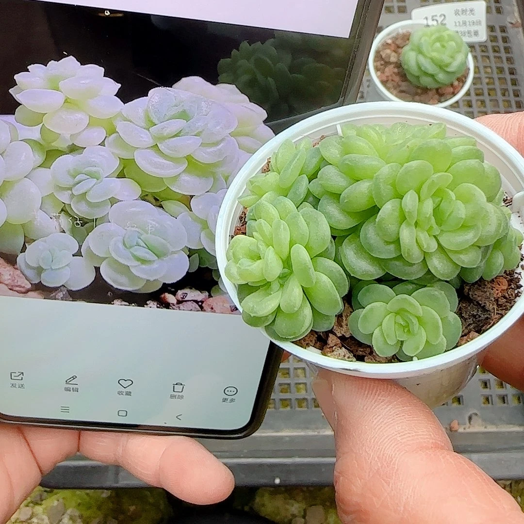 1119-153（棉花卷）优选