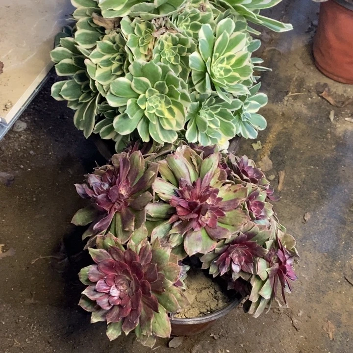 两盆多肉断头不包1904