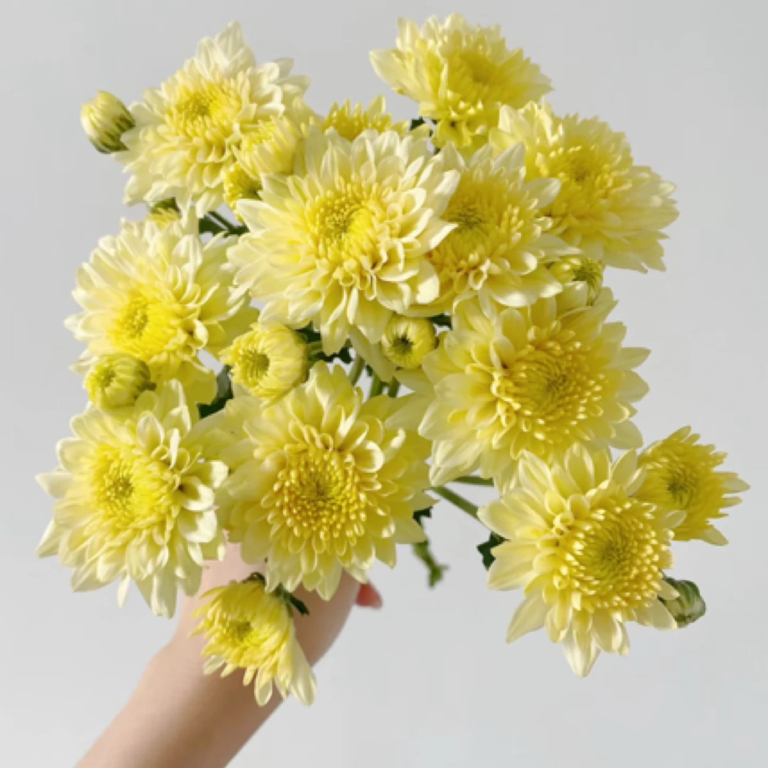 【柠檬沙拉】小菊家用鲜花/花束  云南鲜花基地直发