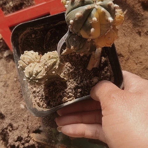 738仙人球清棚特价款