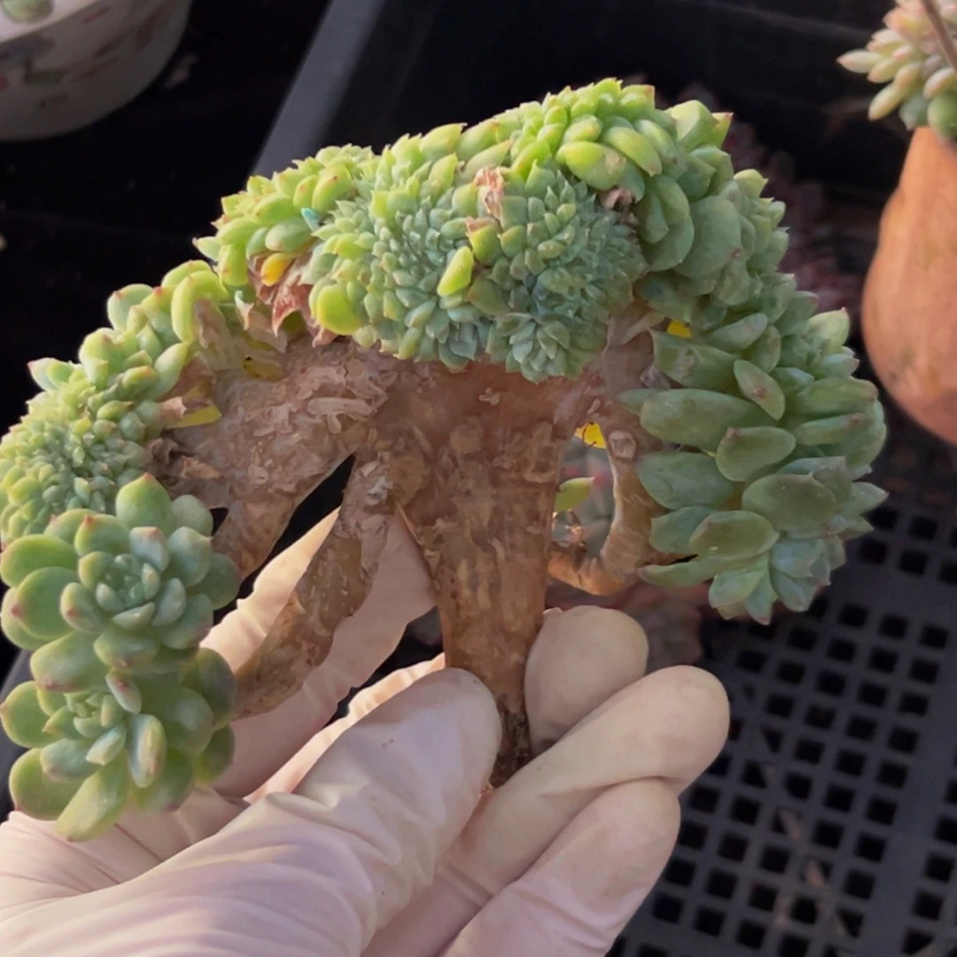 新年快乐 新年快乐