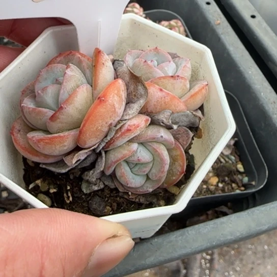 45 一物一拍18包邮