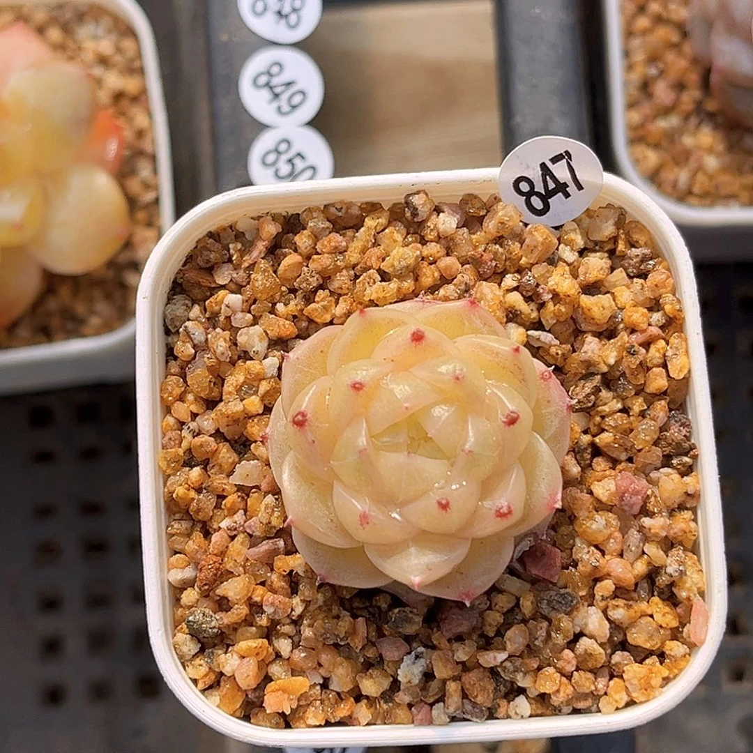 847  清行珍妮多肉18包邮