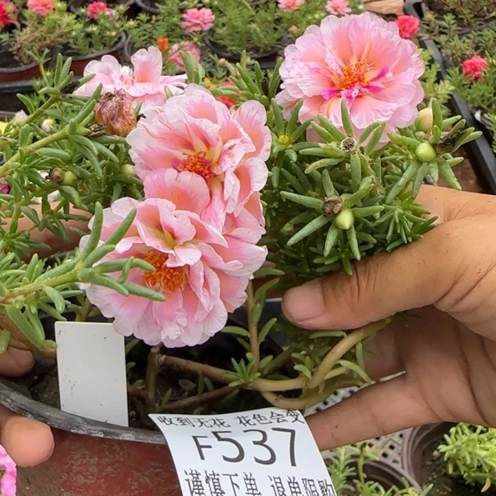无花朵F537超小苗盆口10cm