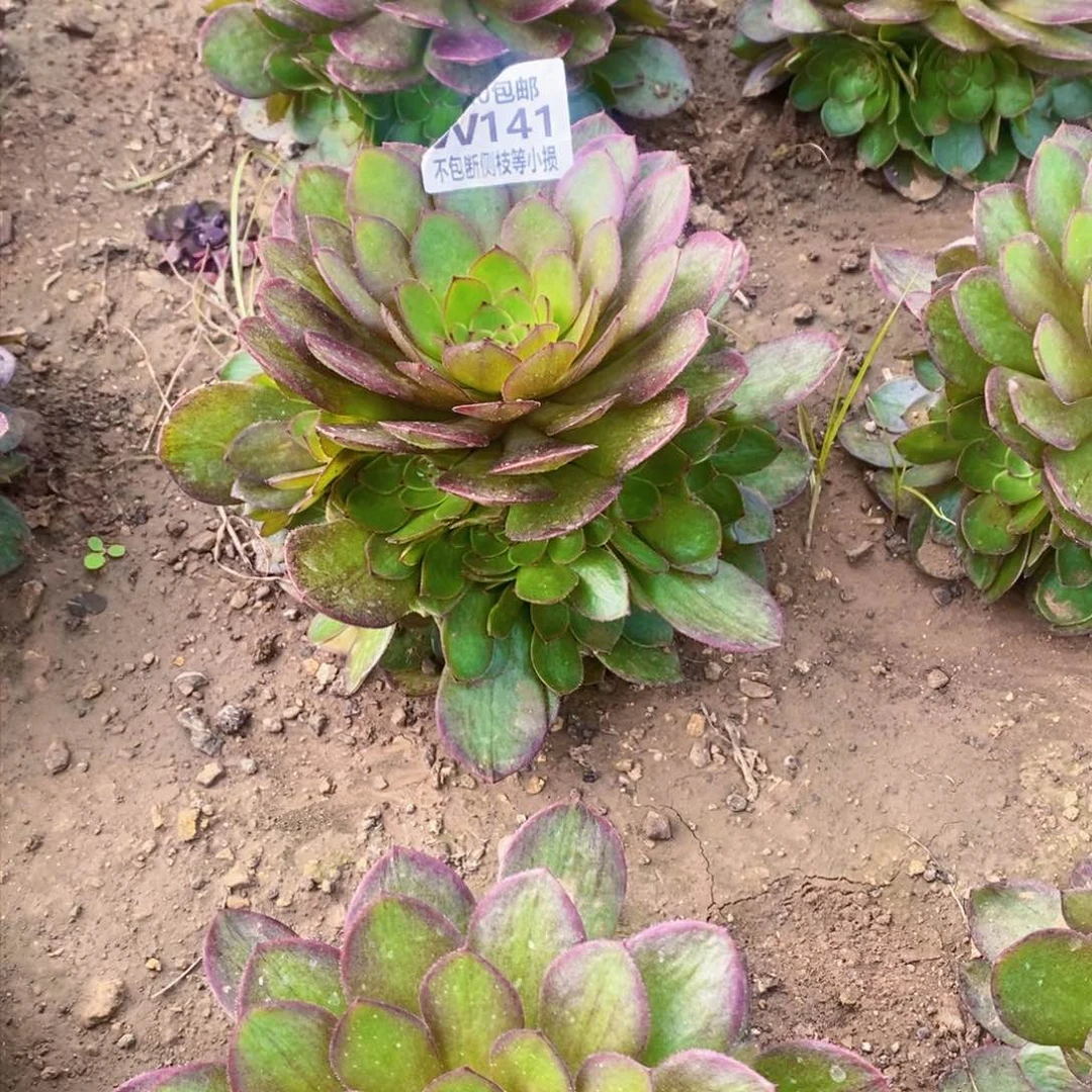 141红魔多肉法师