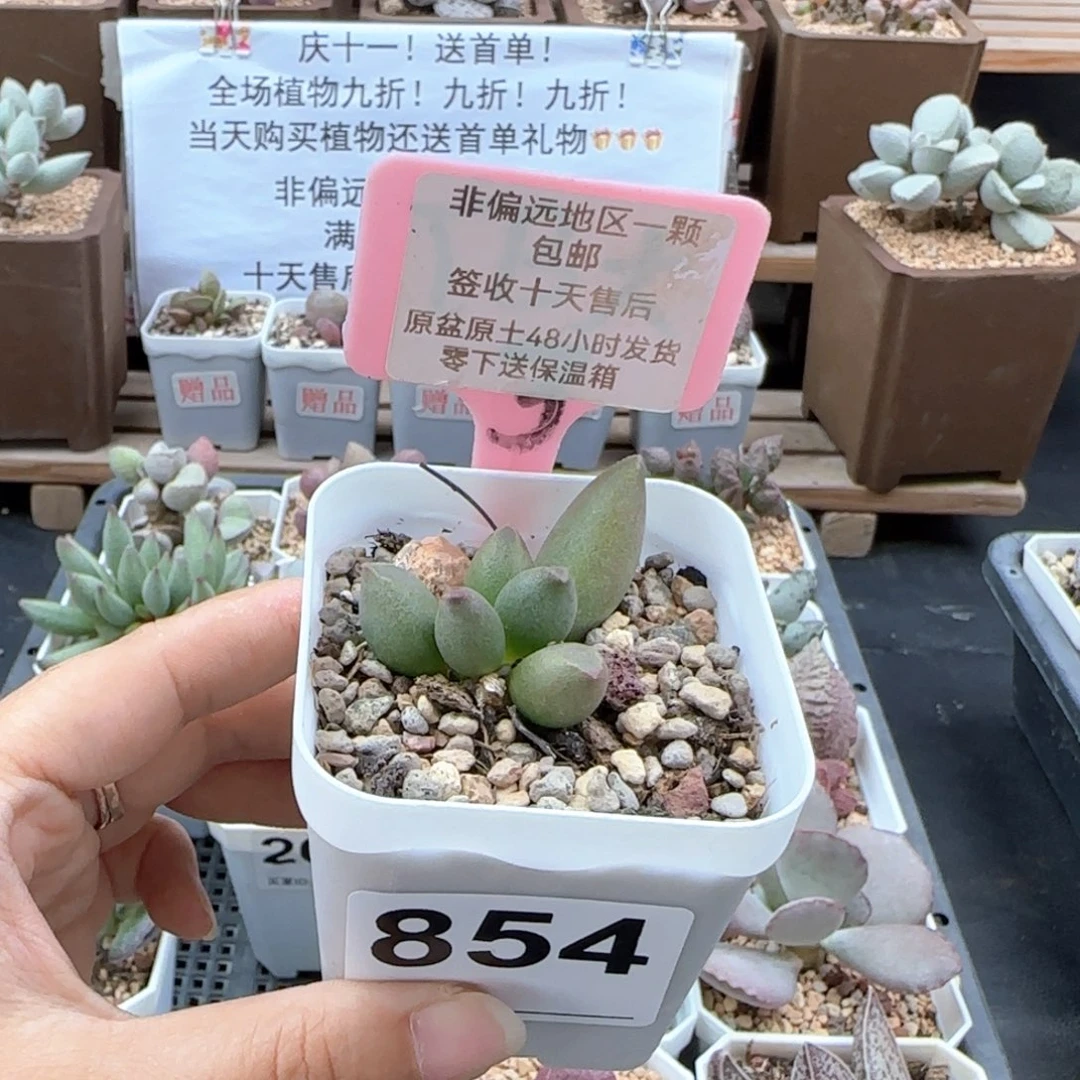 854牛油果多肉植物