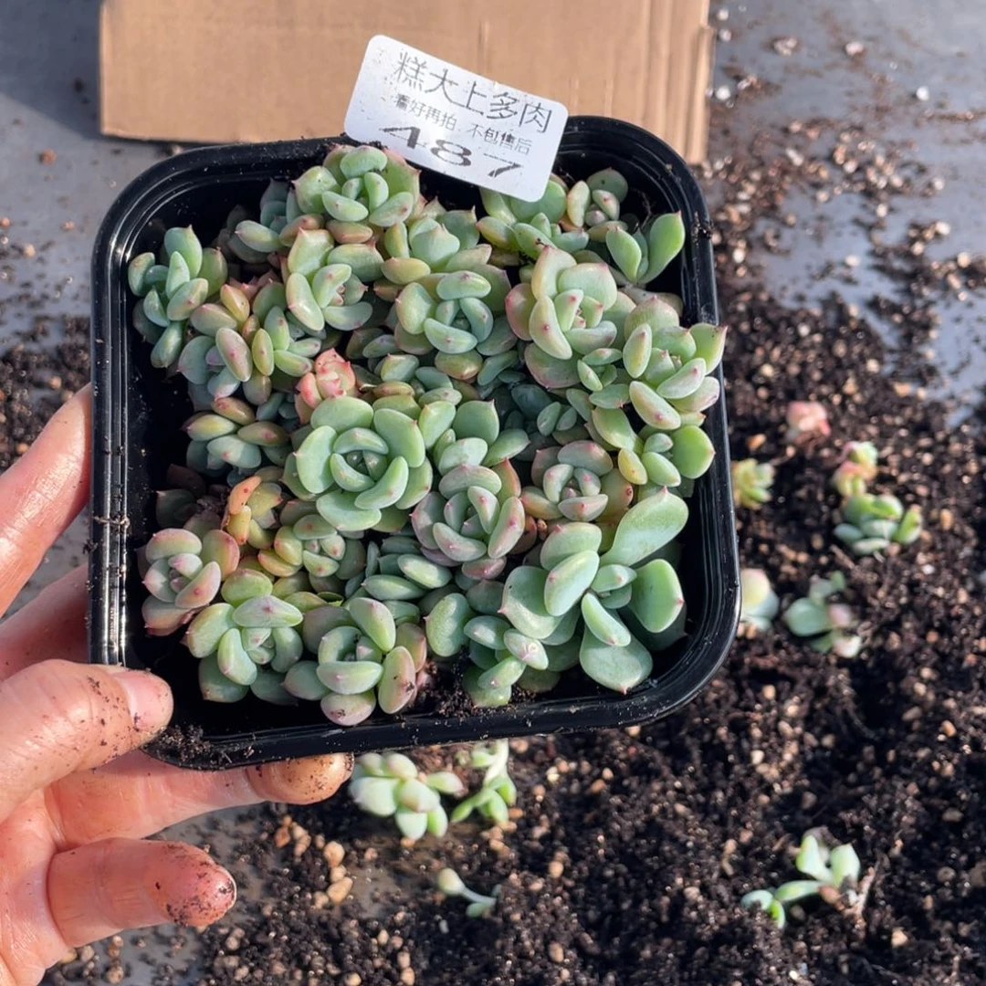 安*糕大上多肉植物487