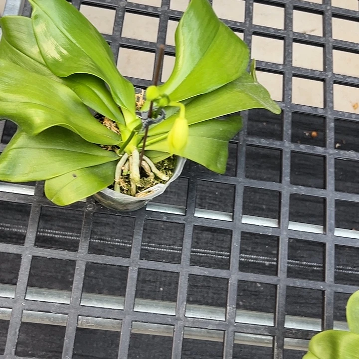 阿***阿不开花植物柳林3.5