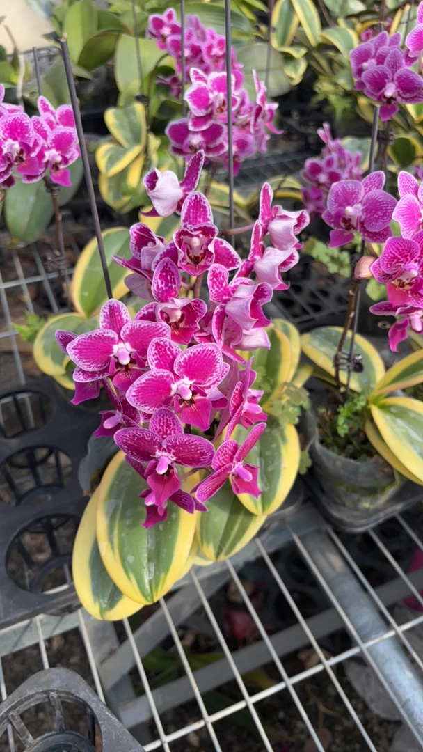 蝴蝶兰 金边蔓越莓