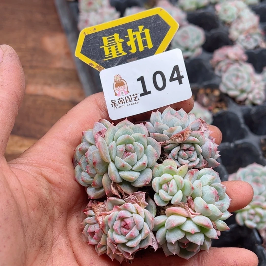 多肉植物多肉植物