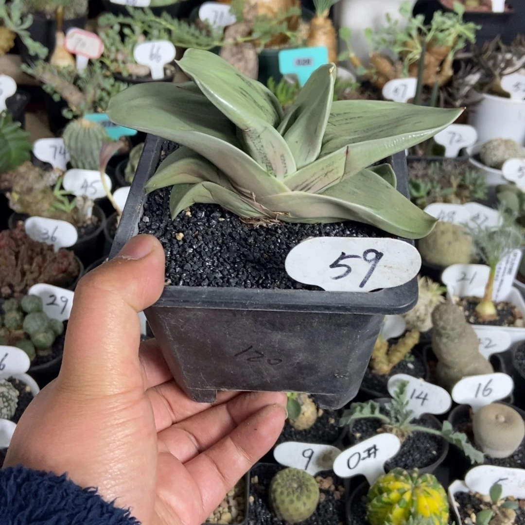 松肌卧牛锦一物一拍