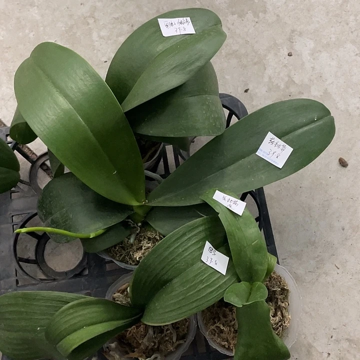 完全开放处理彩虹独角兽➕黄金蟒➕罗马送美杜莎4不售后