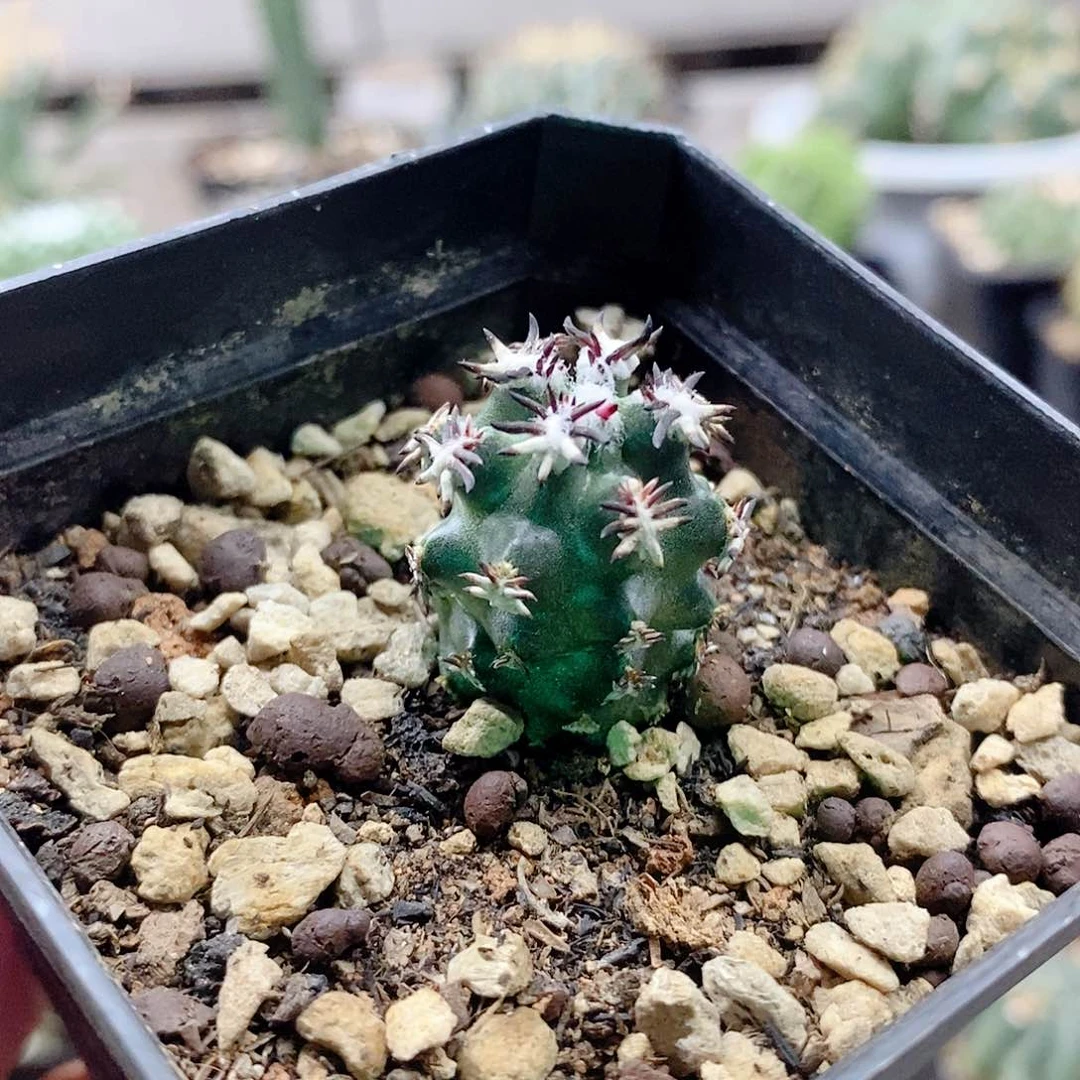 短豪刺青花虾2公分左右实生一物一拍