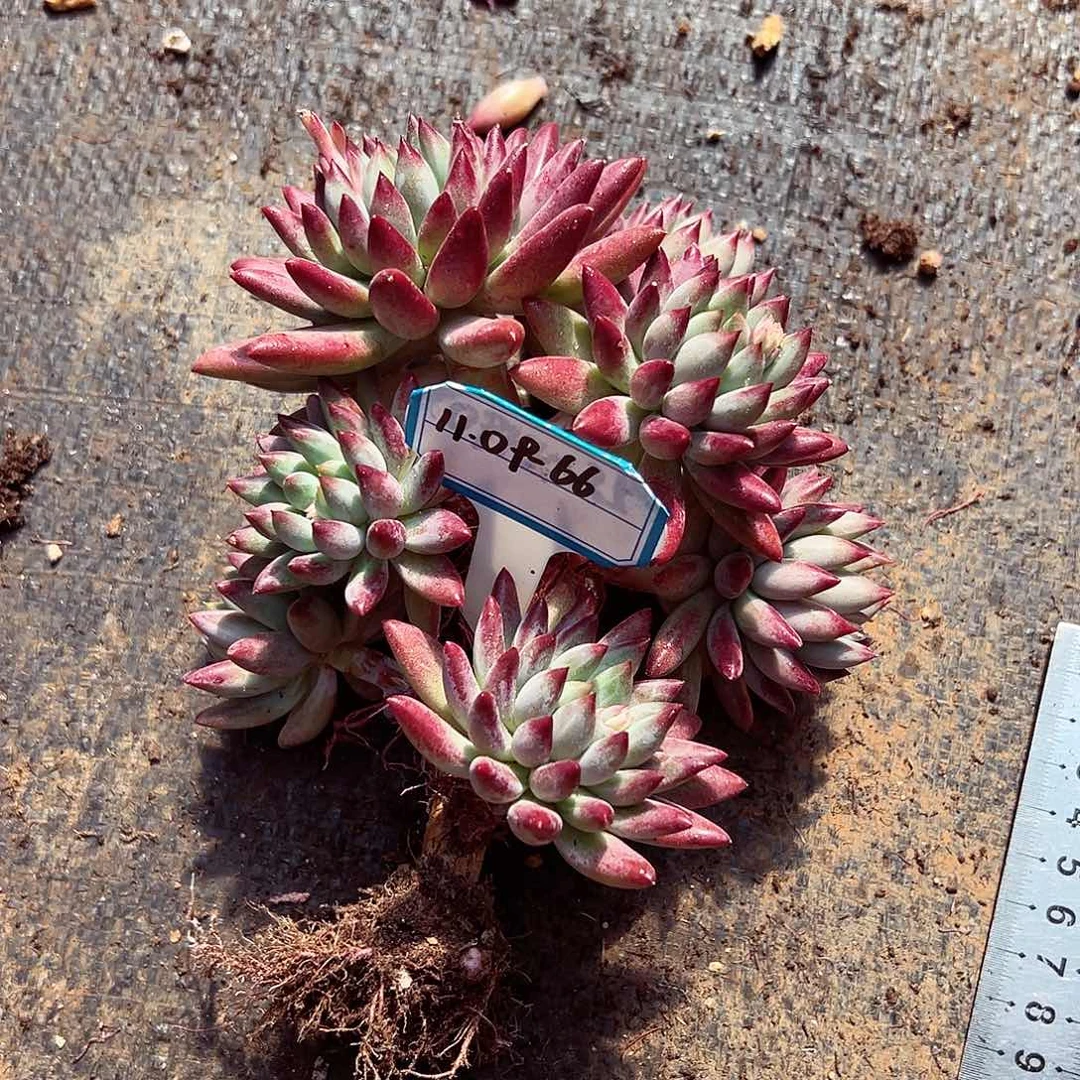 1109-66虞美人树（有黑皮）